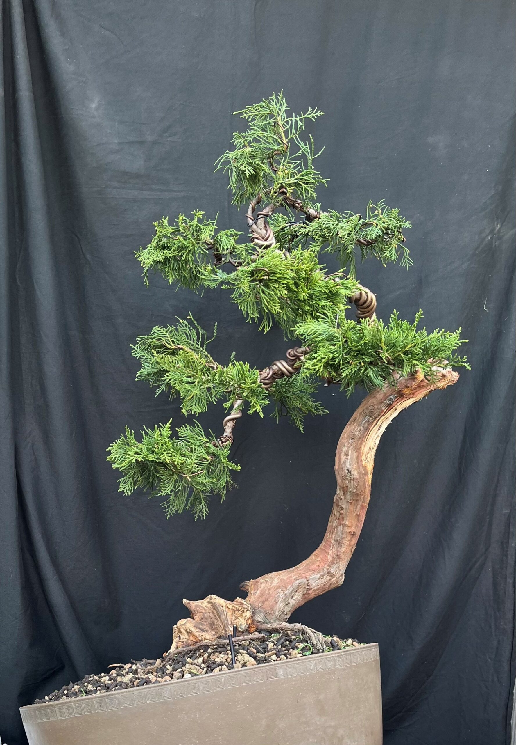 juniperus bonsai